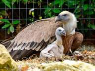 Nel Parco Zoo di Falconara nasce un grifone: sarà reintrodotto in natura
